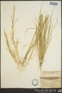 Hesperostipa comata subsp. comata image