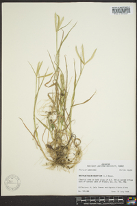 Dactyloctenium aegyptium image