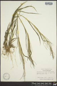 Leptochloa panicea image