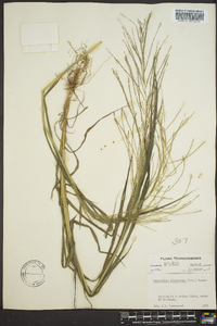 Leptochloa panicea subsp. brachiata image