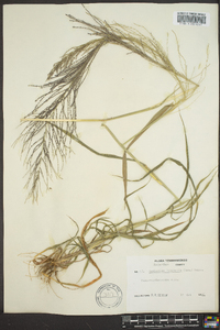 Leptochloa panicea subsp. brachiata image