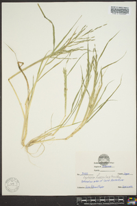 Diplachne fusca subsp. fascicularis image