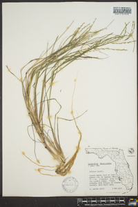 Diplachne fusca subsp. fascicularis image