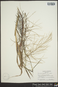 Leptochloa panicea image