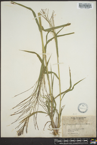 Leptochloa panicea subsp. brachiata image