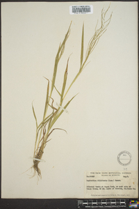 Leptochloa panicea subsp. brachiata image