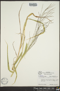 Leptochloa panicea subsp. brachiata image