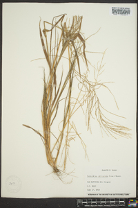 Leptochloa panicea image