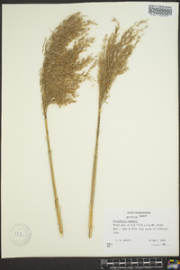 Phragmites australis image