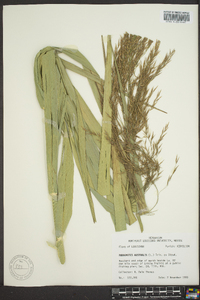 Phragmites australis image