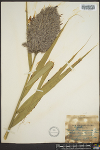 Phragmites australis image