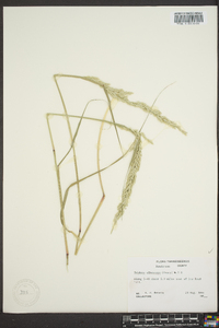 Tridens albescens image