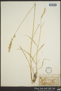 Tridens albescens image