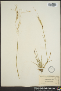 Stipa neesiana image