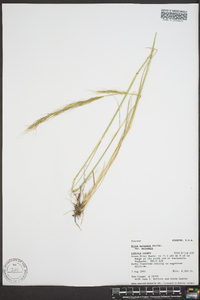 Achnatherum nelsonii subsp. nelsonii image