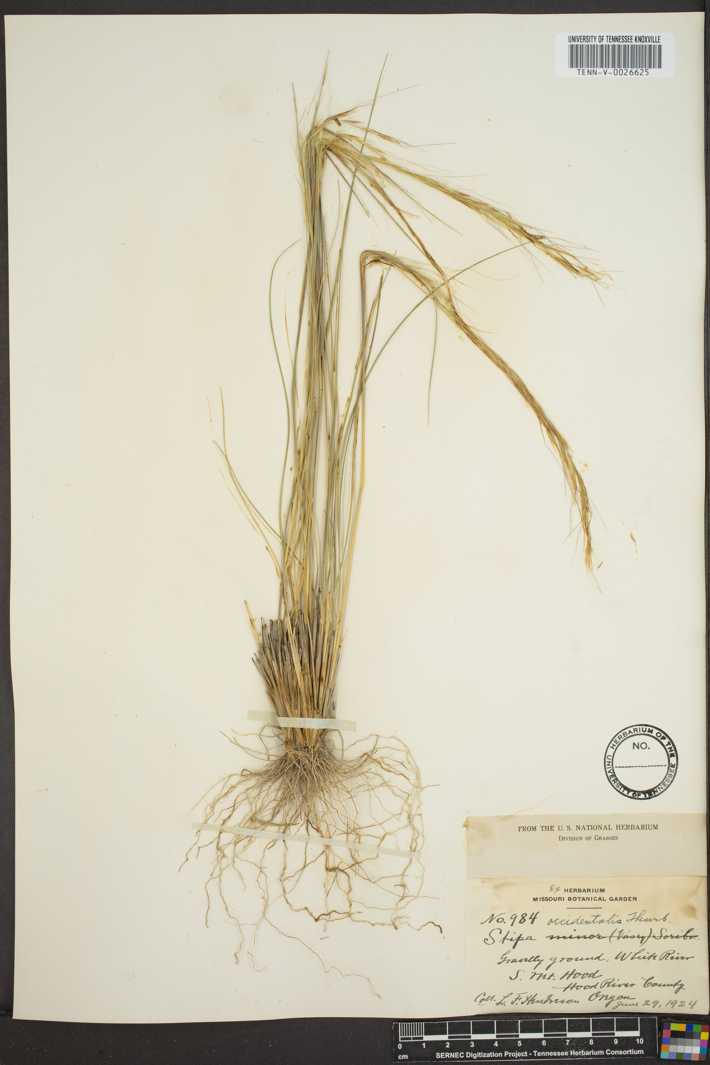 Achnatherum occidentale subsp. occidentale image