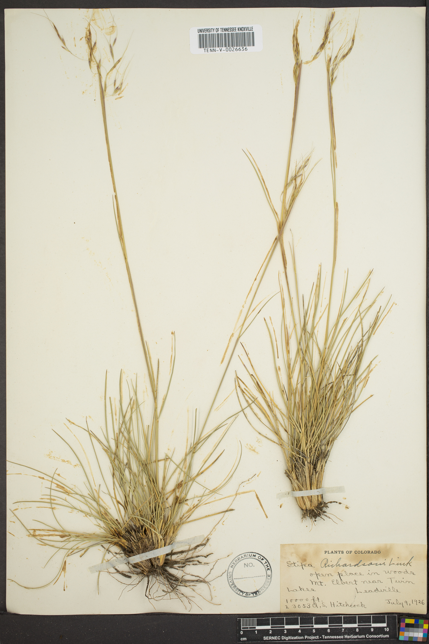 Stipa richardsonii image