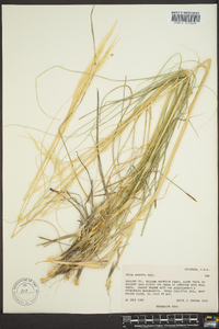 Hesperostipa spartea image