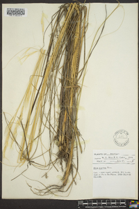 Hesperostipa spartea image