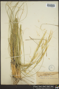 Hesperostipa spartea image