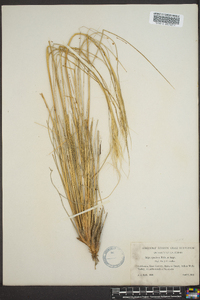 Pappostipa speciosa image