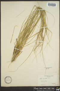 Pappostipa speciosa image