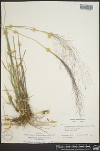 Muhlenbergia capillaris image