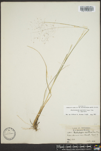 Muhlenbergia capillaris image