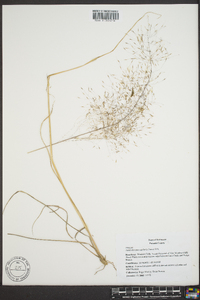 Muhlenbergia capillaris image