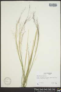 Muhlenbergia capillaris image