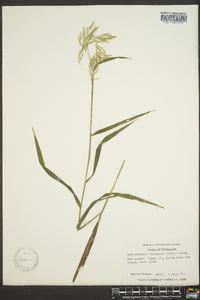 Muhlenbergia frondosa image