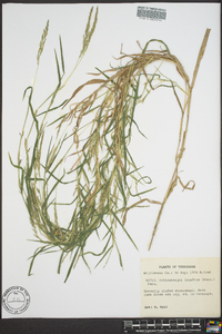 Muhlenbergia frondosa image