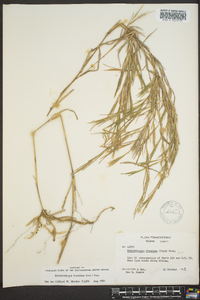 Muhlenbergia frondosa image