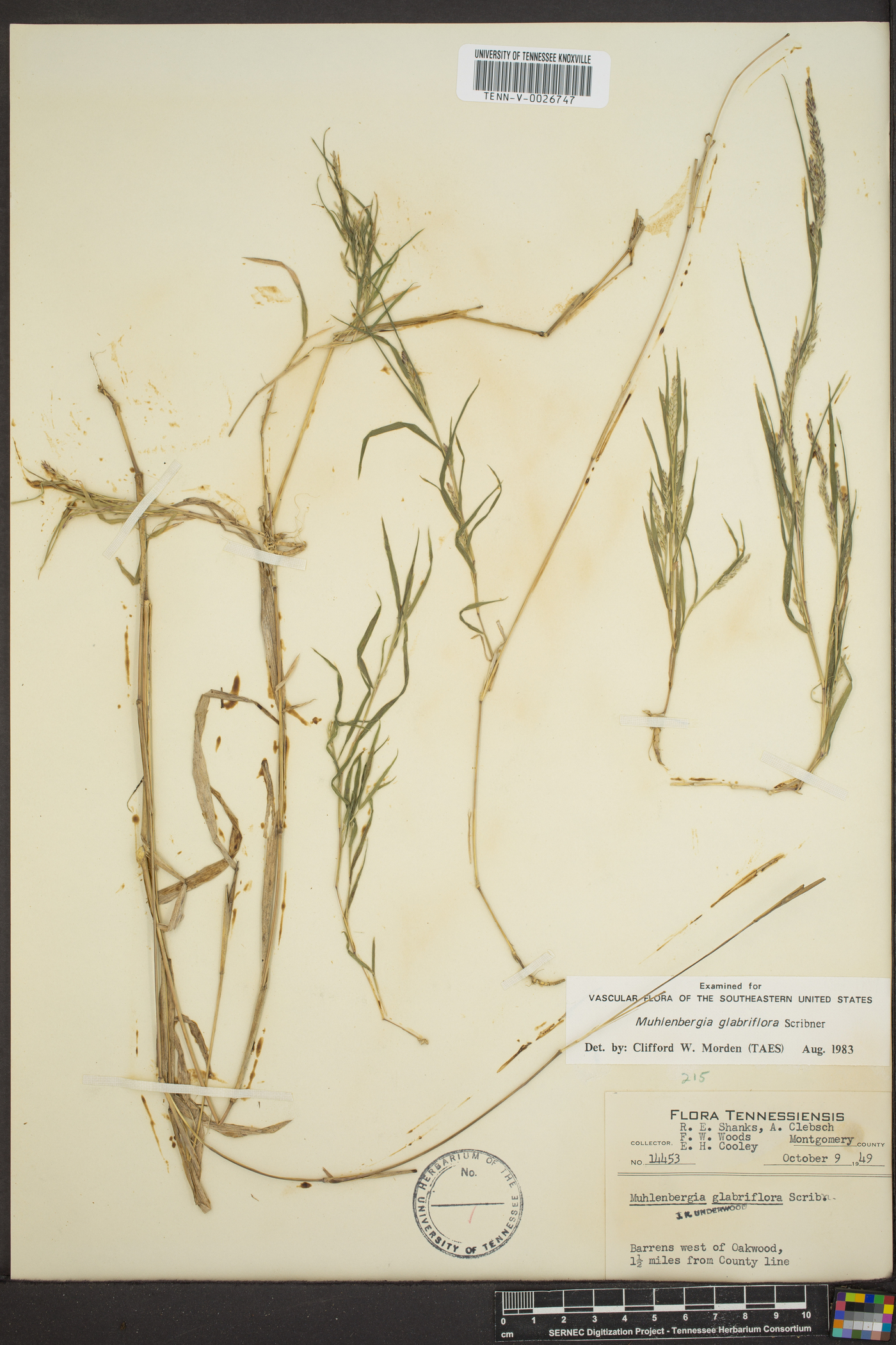 Muhlenbergia glabriflora image