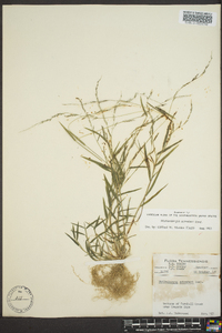 Muhlenbergia schreberi image