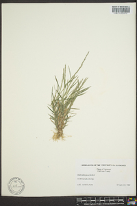 Muhlenbergia schreberi image