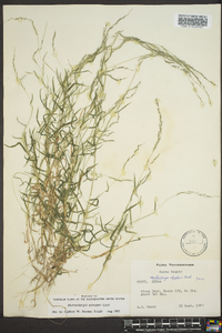 Muhlenbergia schreberi image