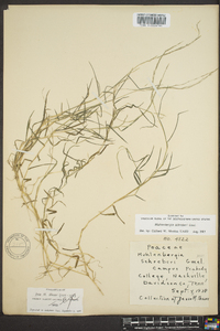 Muhlenbergia schreberi image