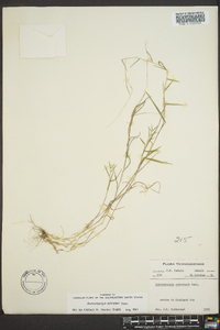 Muhlenbergia schreberi image