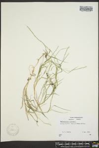 Muhlenbergia schreberi image