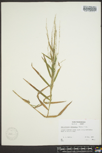 Muhlenbergia sobolifera image