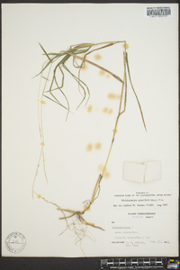 Muhlenbergia sobolifera image