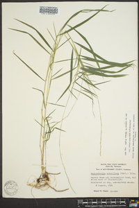 Muhlenbergia sobolifera image