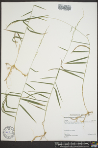 Muhlenbergia sobolifera image