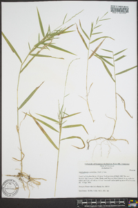 Muhlenbergia sobolifera image