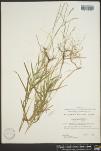 Muhlenbergia sobolifera image