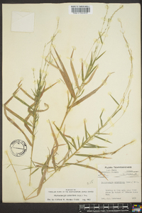 Muhlenbergia sobolifera image