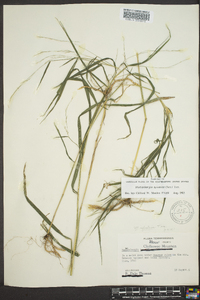 Muhlenbergia sylvatica image