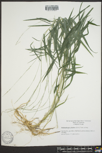 Muhlenbergia sylvatica image