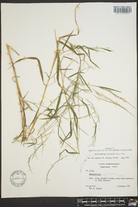 Muhlenbergia sylvatica image